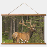 Bull Elk in Velvet, Kanada