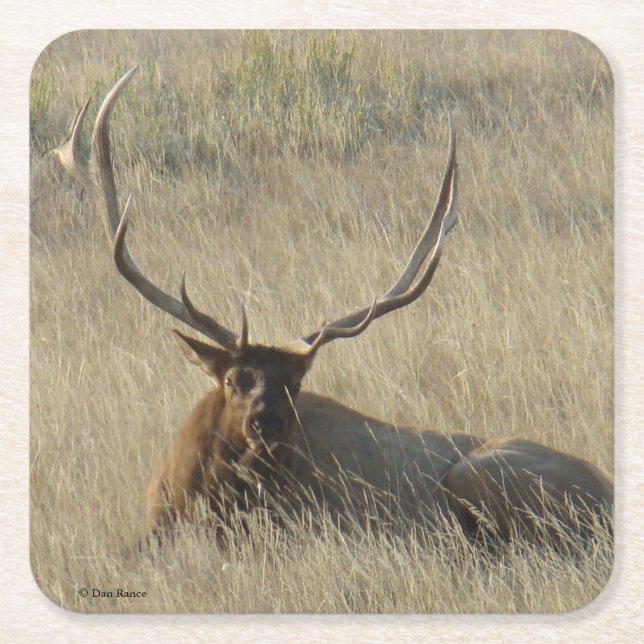 Bull Elk Lay in Gras Rechteckiger Pappuntersetzer (Vorderseite)