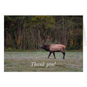 Bull Elk Morning Walk Carte de remerciements