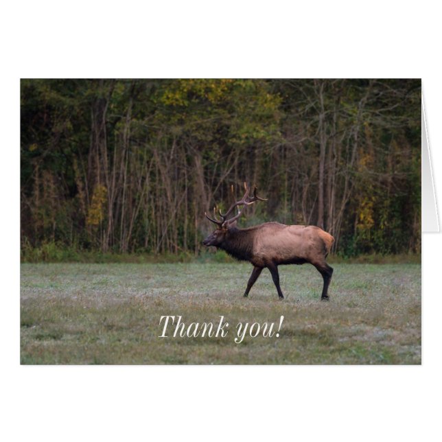 Bull Elk Morning Walk Carte de remerciements (Devant Horizontal)