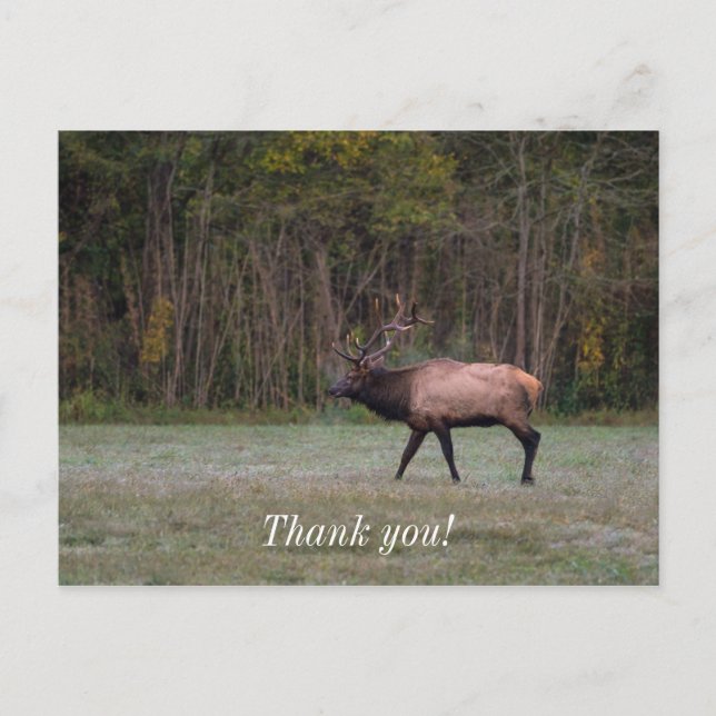 Bull Elk Morning Walk Danke Postcard Postkarte (Vorderseite)