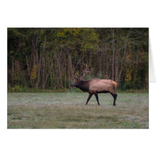 Bull Elk Morning Walk Grußkarte