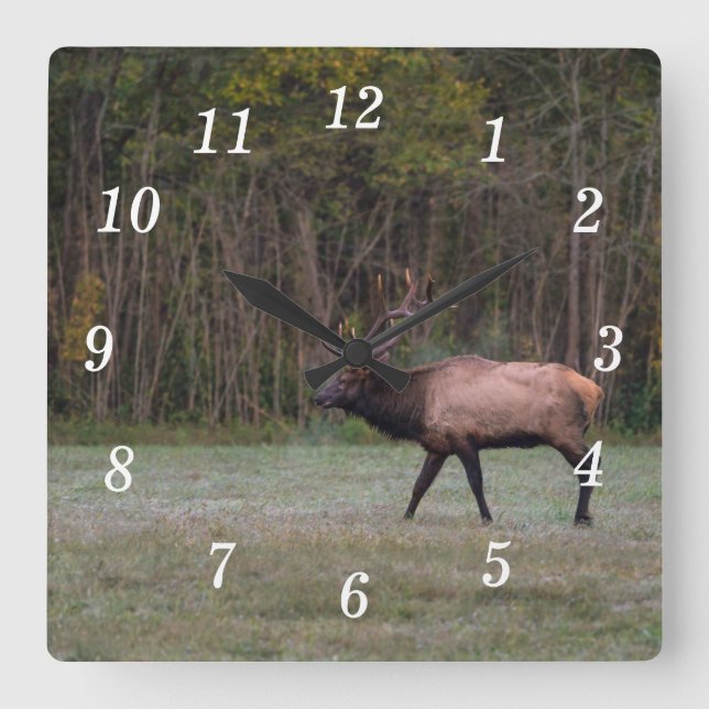 Bull Elk Morning Walning Wall Uhr (Vorderseite)