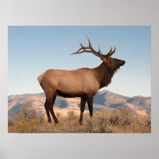 Bull Elk Near Mammoth | Wyoming Poster (Vorne)