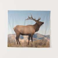 Bull Elk Near Mammoth | Wyoming