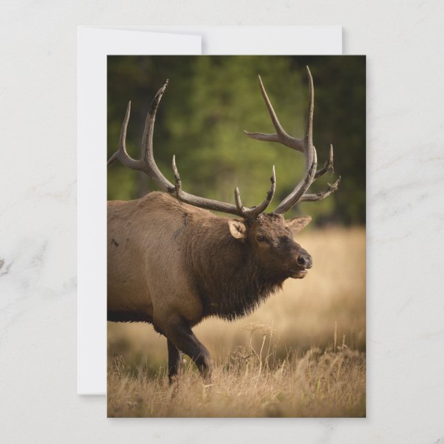 Bull Elk Note Card Dankeskarte (Vorderseite)