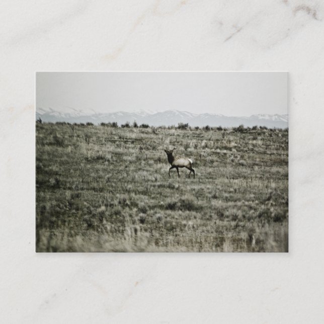Bull Elk P2800 Mini Print Visitenkarte (Vorderseite)