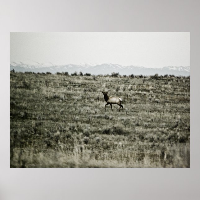 Bull Elk P2800 Print Poster (Vorne)