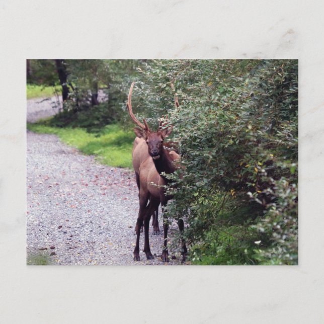 Bull Elk Postcard Postkarte (Vorderseite)