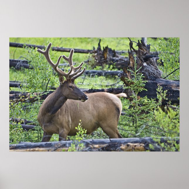 Bull Elk Poster (Vorne)