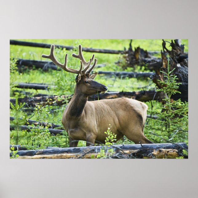Bull Elk Poster (Vorne)