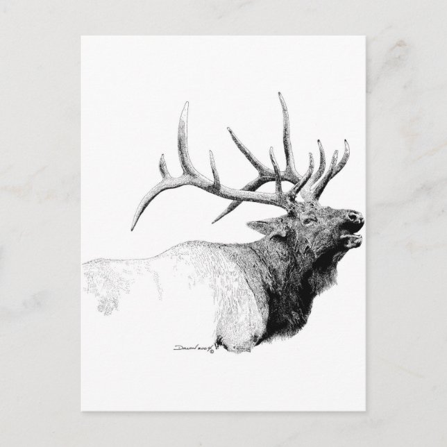 Bull Elk Postkarte (Vorderseite)