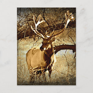 Bull Elk Postkarte