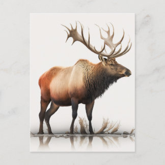 Bull Elk Postkarte
