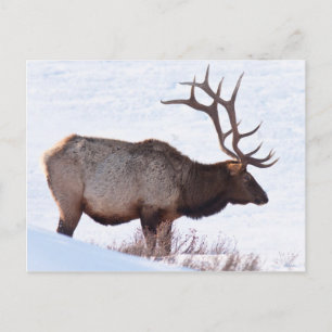 Bull Elk Postkarte