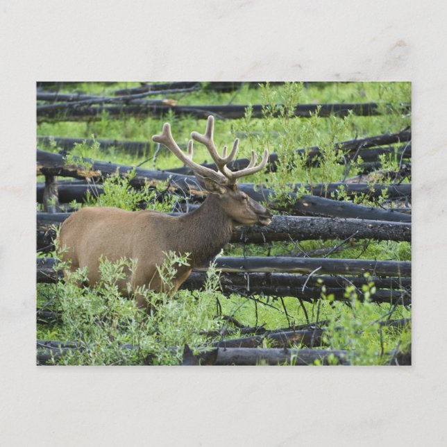 Bull Elk Postkarte (Vorderseite)