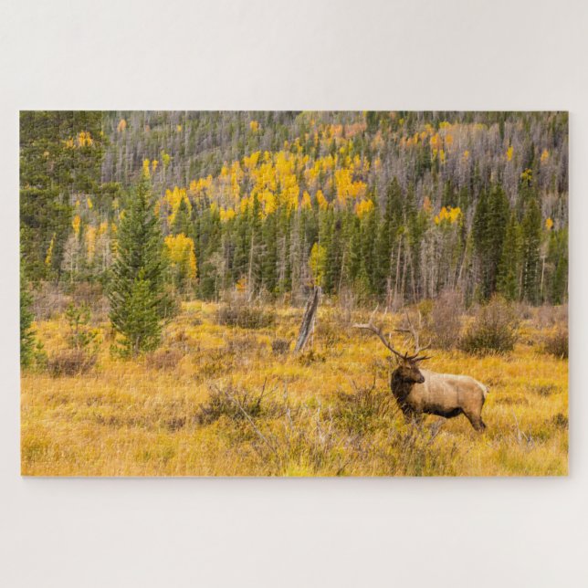 Bull Elk | Rocky Mountain Nationalpark Colorado (Horizontal)
