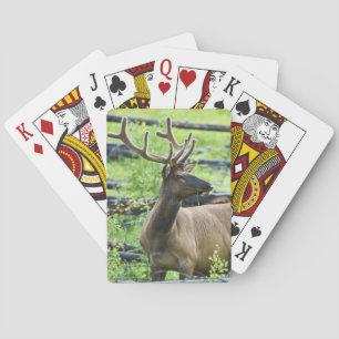 Bull Elk Spielkarten