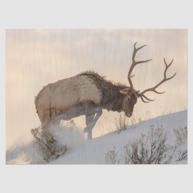 Bull Elk sucht nach Nahrung unter dem Schnee Seidenpapier (Vorderseite)