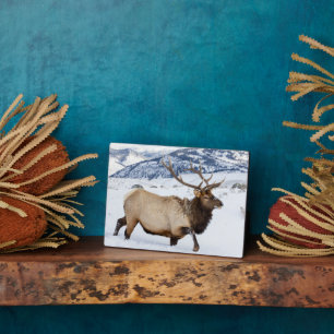 Bull Elk Wyoming Fotoplatte
