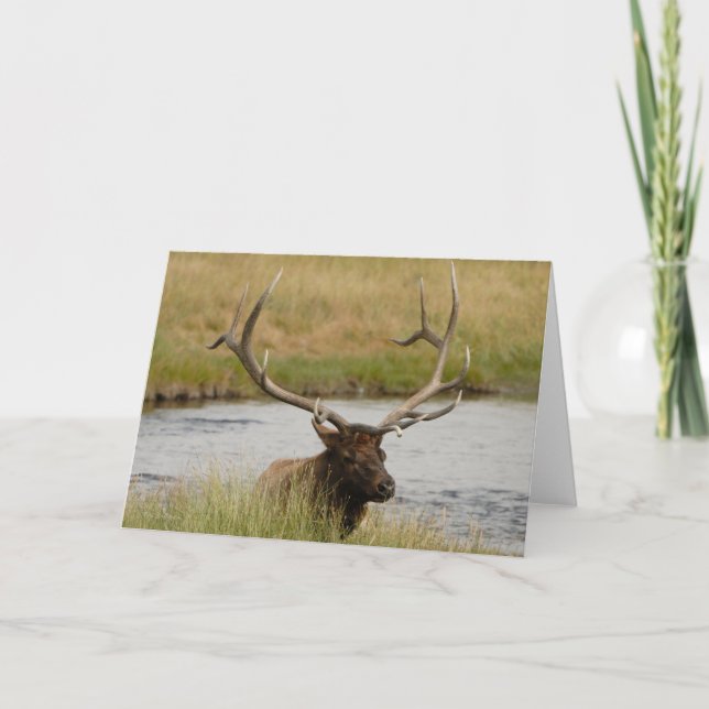 Bull Elk Yellowstone Carte de remerciements (Devant)