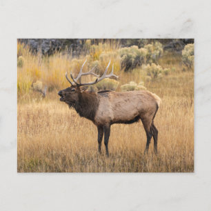 Bull Elk Yellowstone-Nationalpark Postkarte