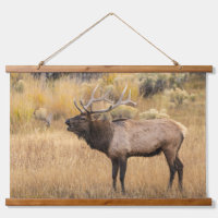 Bull Elk | Yellowstone-Nationalpark