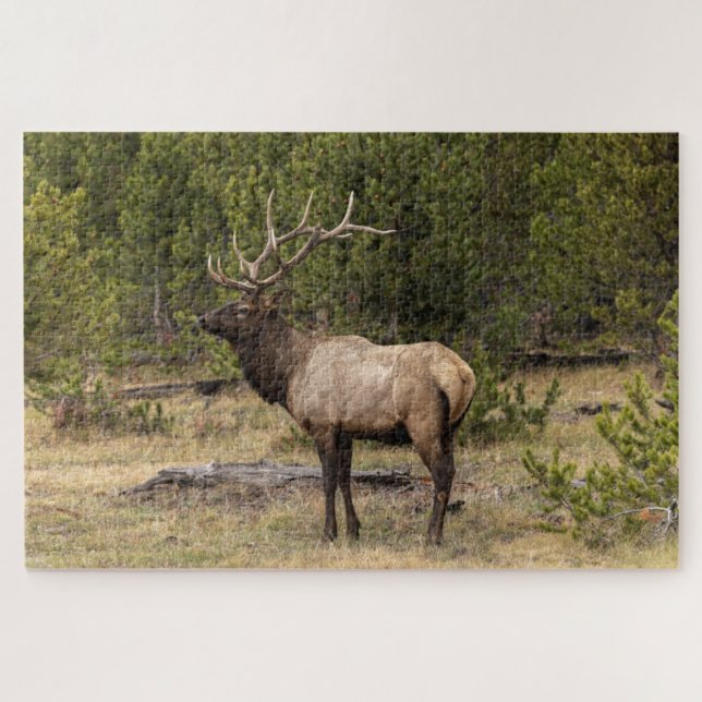 Bull Elk Yellowstone Nationalpark, Wyoming (Horizontal)