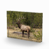 Bull Elk Yellowstone Nationalpark, Wyoming