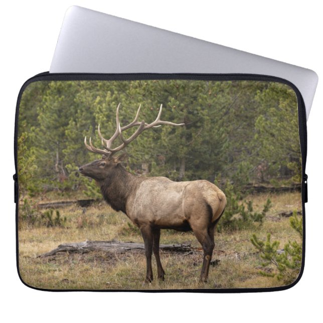Bull Elk Yellowstone Nationalpark, Wyoming Laptopschutzhülle (Vorderseite)