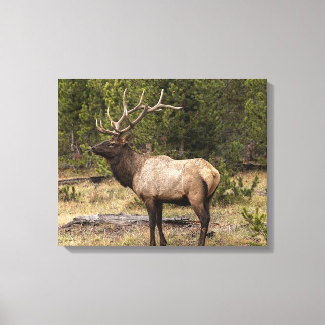 Bull Elk Yellowstone Nationalpark, Wyoming Leinwanddruck (Vorderseite)