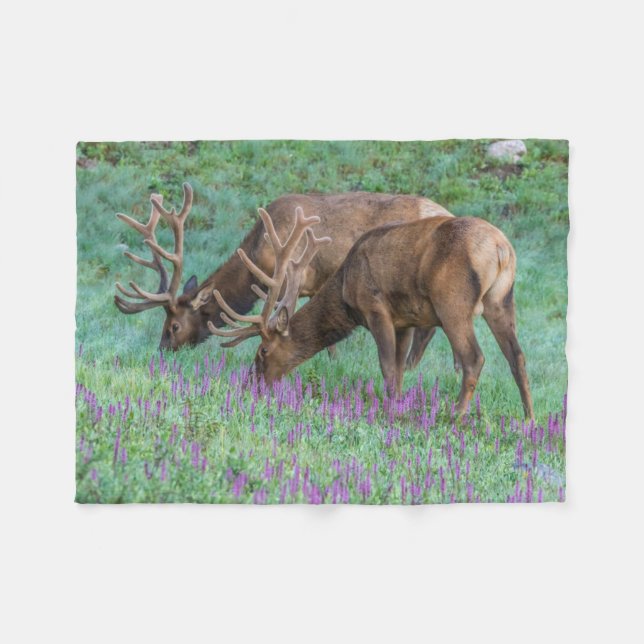 Bull Elks Rocky Mountain National Park, Colorado Fleecedecke (Vorderseite (Horizontal))