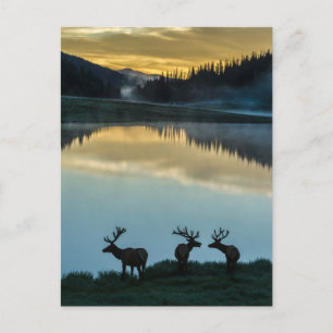 Bull Elks Silhouette Poudre Lake Sunrise Postkarte