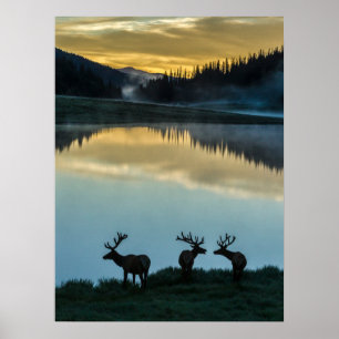 Bull Elks vor Poudre Lake bei Sonnenaufgang Poster