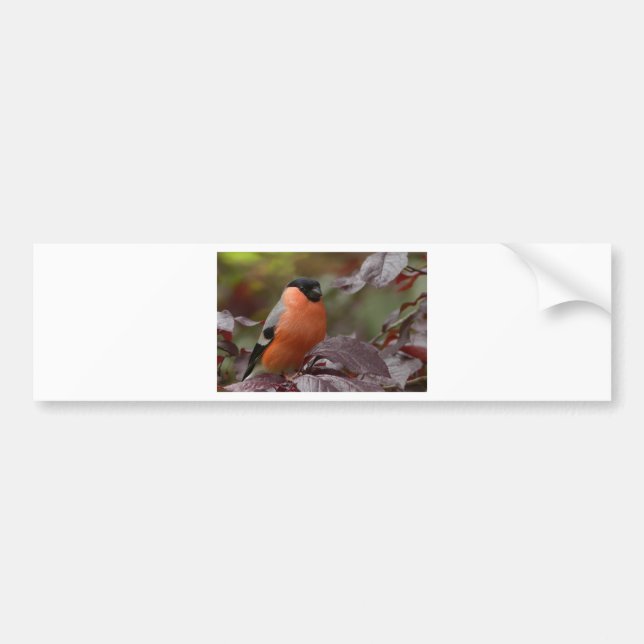 Bull Finch Autoaufkleber (Vorne)