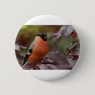Bull Finch Button
