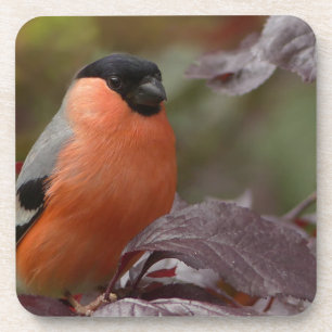 Bull Finch Getränkeuntersetzer