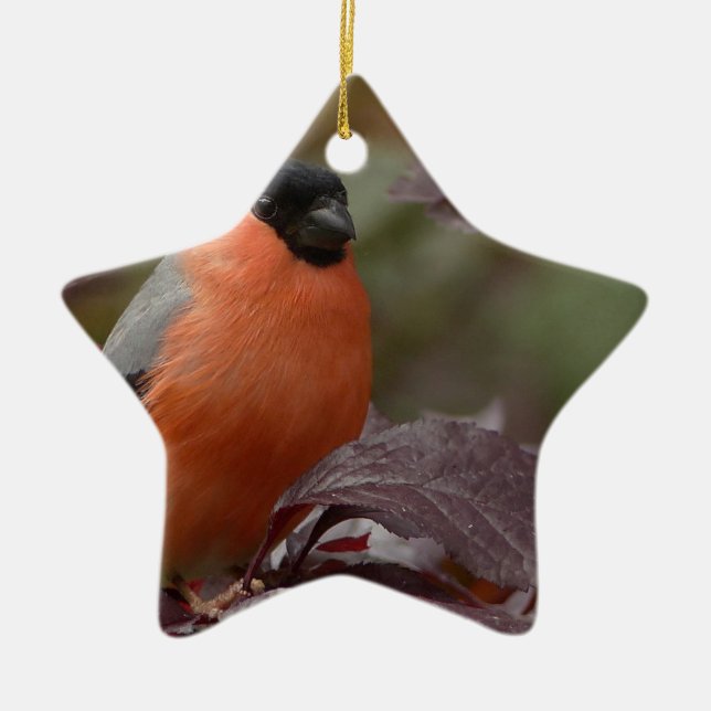 Bull Finch Keramikornament (Vorne)