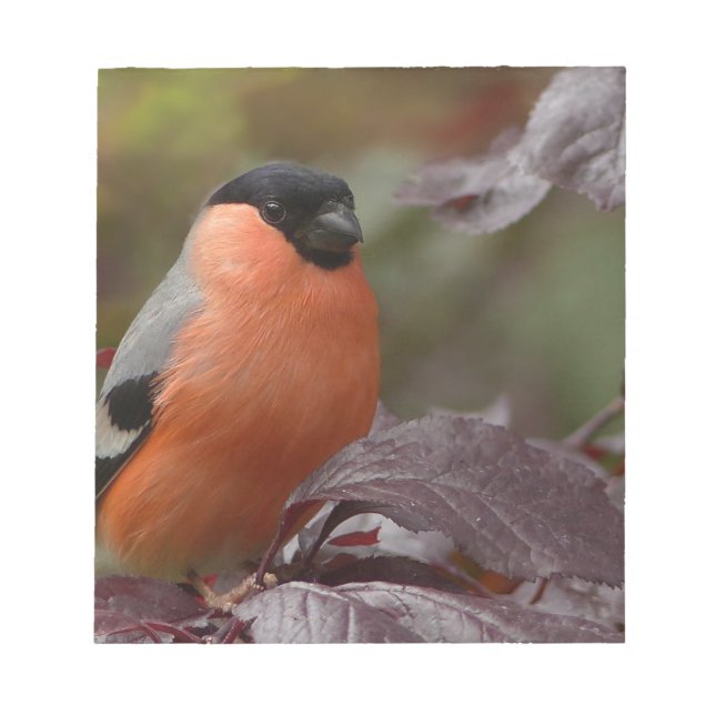 Bull Finch Notizblock (Vorderseite)