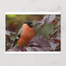 Bull Finch
