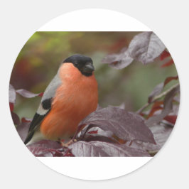 Bull Finch Runder Aufkleber