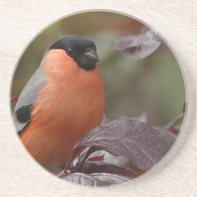 Bull Finch Sandstein Untersetzer (Vorne)
