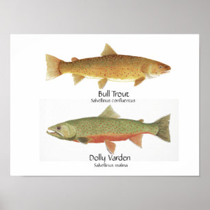 Bull Foreut und Dolly Varden Poster