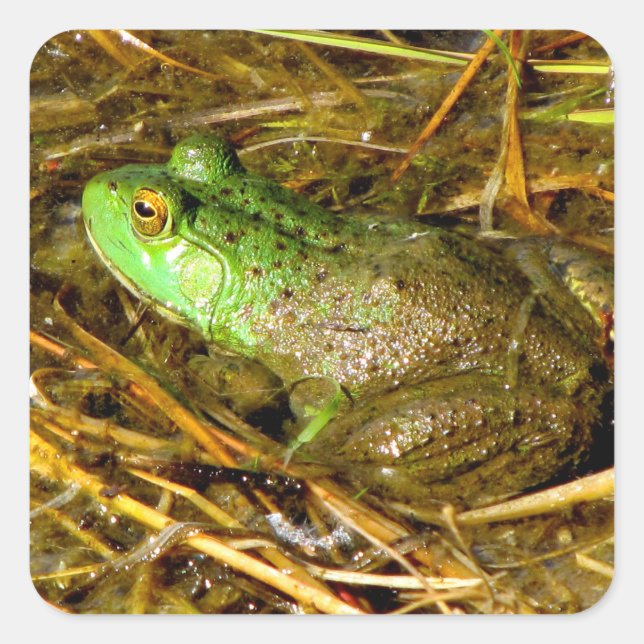 Bull Frog Stickers (Vorderseite)