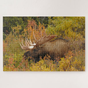 Bull Moose   Denali-Nationalpark, Alaska