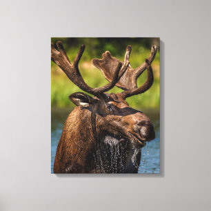 Bull Moose Glacier National Park Montana Leinwanddruck