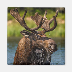 Bull Moose   Glacier-Nationalpark Montana Magnet