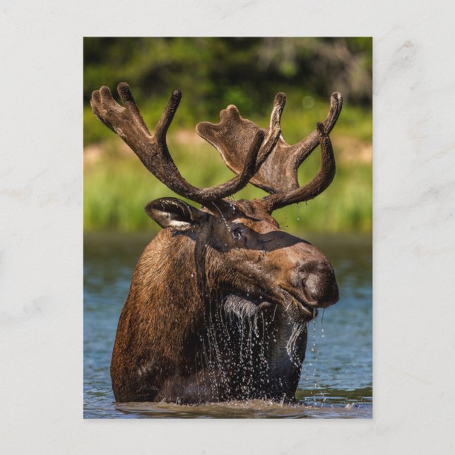 Bull Moose | Glacier Nationalpark Montana Postkarte (Vorderseite)