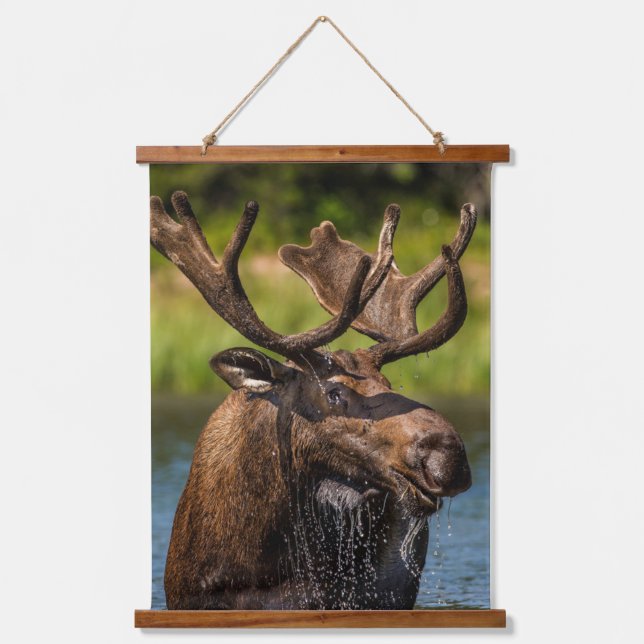 Bull Moose | Glacier Nationalpark Montana Wandteppich Mit Holzrahmen (Vorderseite)