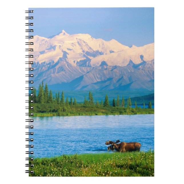 Bull moose in Wonder Lake Notizblock (Vorderseite)